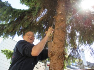Klaas in de boom